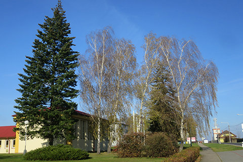 sychravý